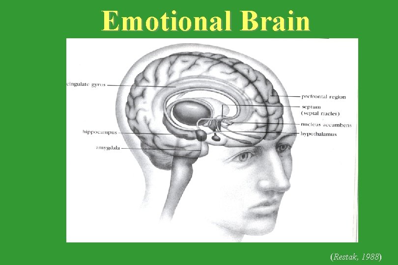 Emotional Brain (Restak, 1988) 