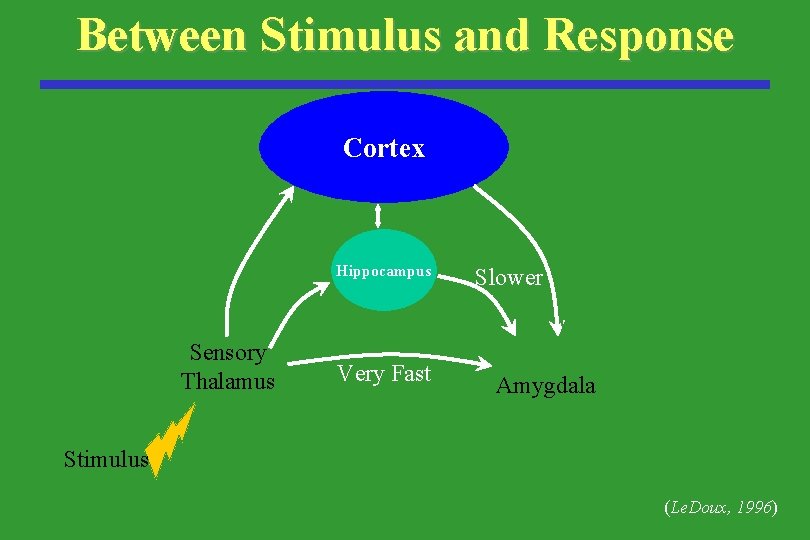 Between Stimulus and Response Cortex Hippocampus Sensory Thalamus Very Fast Slower Amygdala Stimulus (Le.