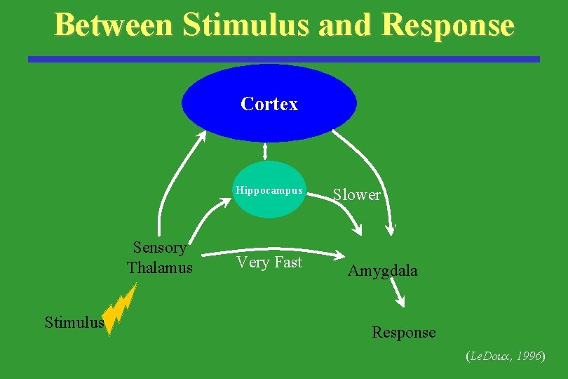 Between Stimulus and Response Cortex Hippocampus Sensory Thalamus Stimulus Very Fast Slower Amygdala Response