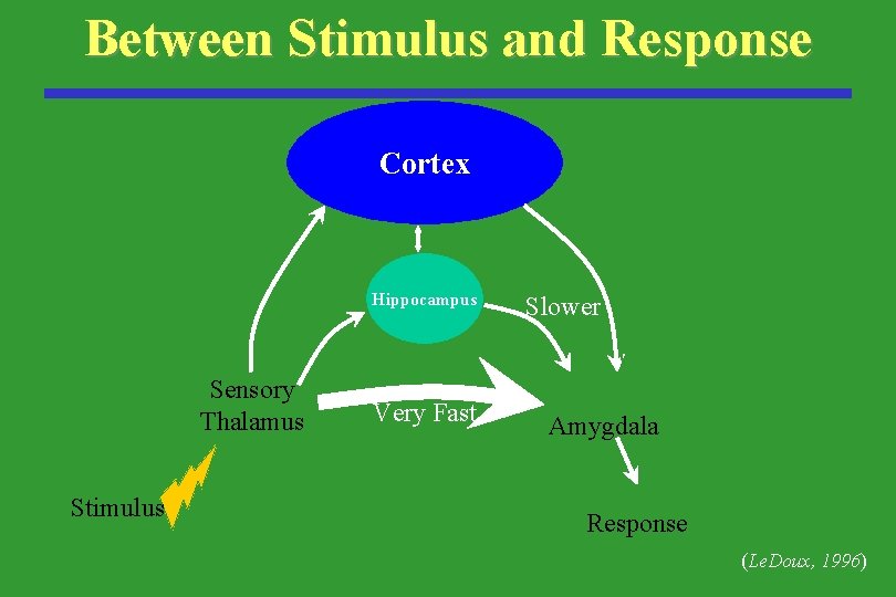 Between Stimulus and Response Cortex Hippocampus Sensory Thalamus Stimulus Very Fast Slower Amygdala Response