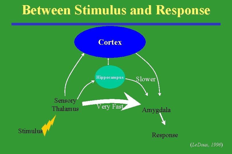 Between Stimulus and Response Cortex Hippocampus Sensory Thalamus Stimulus Very Fast Slower Amygdala Response