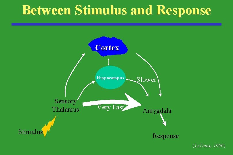 Between Stimulus and Response Cortex Hippocampus Sensory Thalamus Stimulus Very Fast Slower Amygdala Response