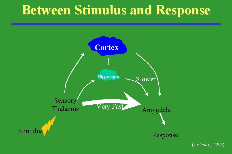 Between Stimulus and Response Cortex Hippocampus Sensory Thalamus Stimulus Very Fast Slower Amygdala Response