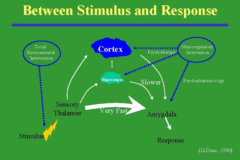 Between Stimulus and Response Social Environmental Intervention Cortex Hippocampus Sensory Thalamus Stimulus Very Fast