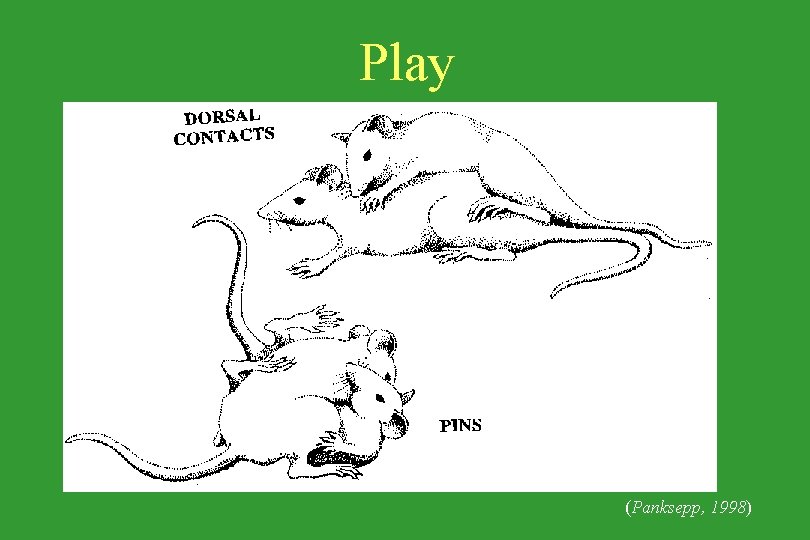 Play (Panksepp, 1998) 