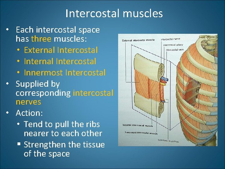 Intercostal muscles • Each intercostal space has three muscles: • External Intercostal • Innermost
