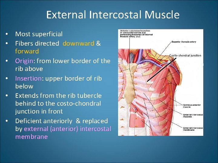 External Intercostal Muscle • Most superficial • Fibers directed downward & forward • Origin: