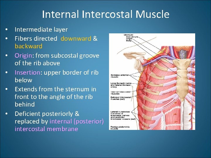 Internal Intercostal Muscle • Intermediate layer • Fibers directed downward & backward • Origin:
