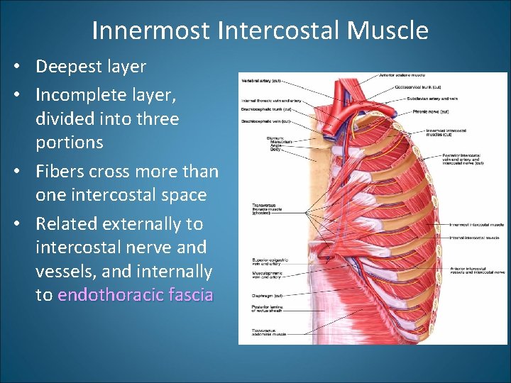 Innermost Intercostal Muscle • Deepest layer • Incomplete layer, divided into three portions •
