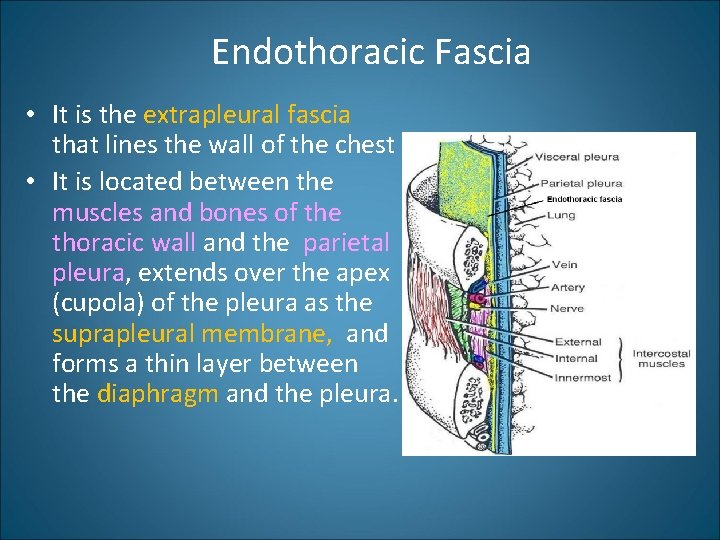 Endothoracic Fascia • It is the extrapleural fascia that lines the wall of the