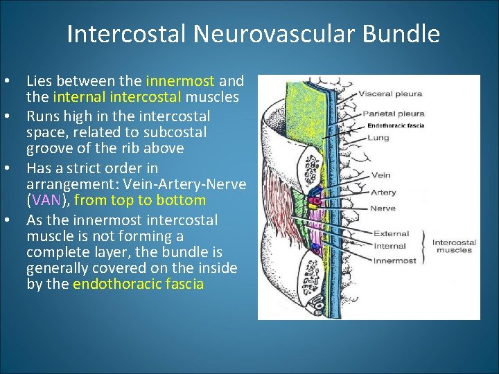 Intercostal Neurovascular Bundle • Lies between the innermost and the internal intercostal muscles •