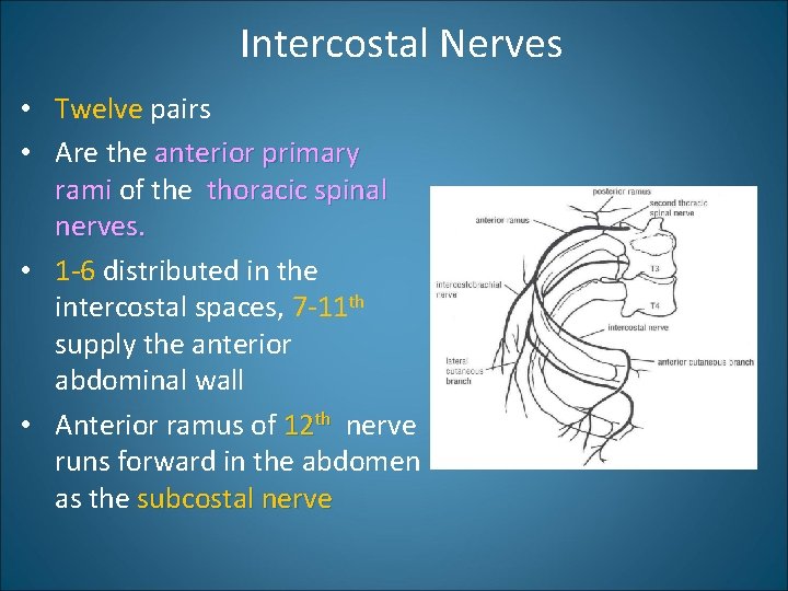 Intercostal Nerves • Twelve pairs • Are the anterior primary rami of the thoracic