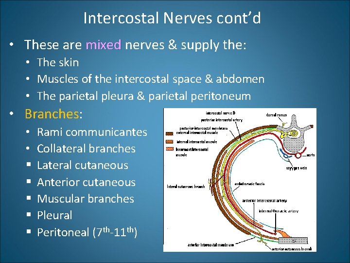 Intercostal Nerves cont’d • These are mixed nerves & supply the: • The skin
