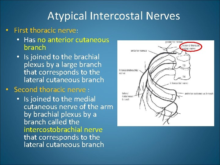 Atypical Intercostal Nerves • First thoracic nerve: • Has no anterior cutaneous branch •