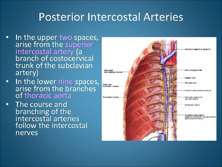 Posterior Intercostal Arteries • In the upper two spaces, arise from the superior intercostal