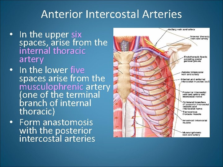 Anterior Intercostal Arteries • In the upper six spaces, arise from the internal thoracic