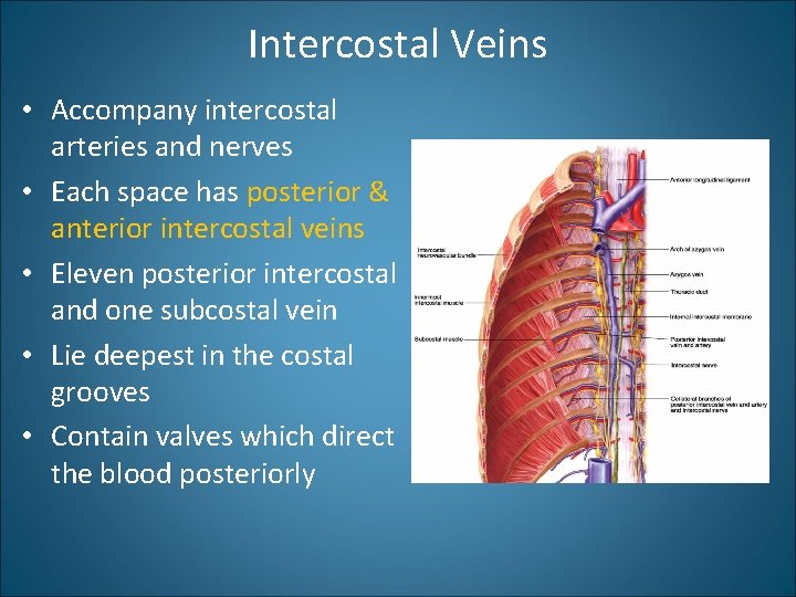 Intercostal Veins • Accompany intercostal arteries and nerves • Each space has posterior &