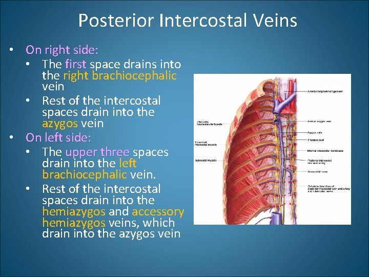 Posterior Intercostal Veins • On right side: • The first space drains into the