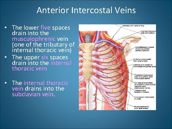 Anterior Intercostal Veins • The lower five spaces drain into the musculophrenic vein (one