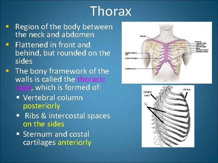 Thorax § Region of the body between the neck and abdomen § Flattened in
