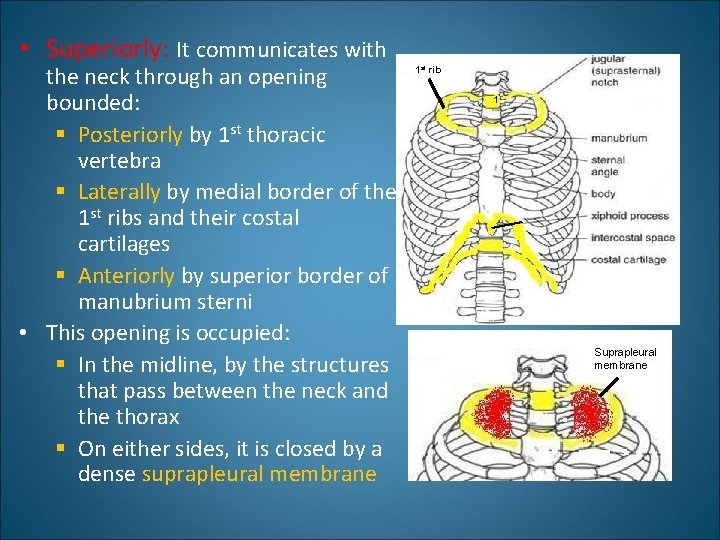  • Superiorly: It communicates with the neck through an opening bounded: § Posteriorly