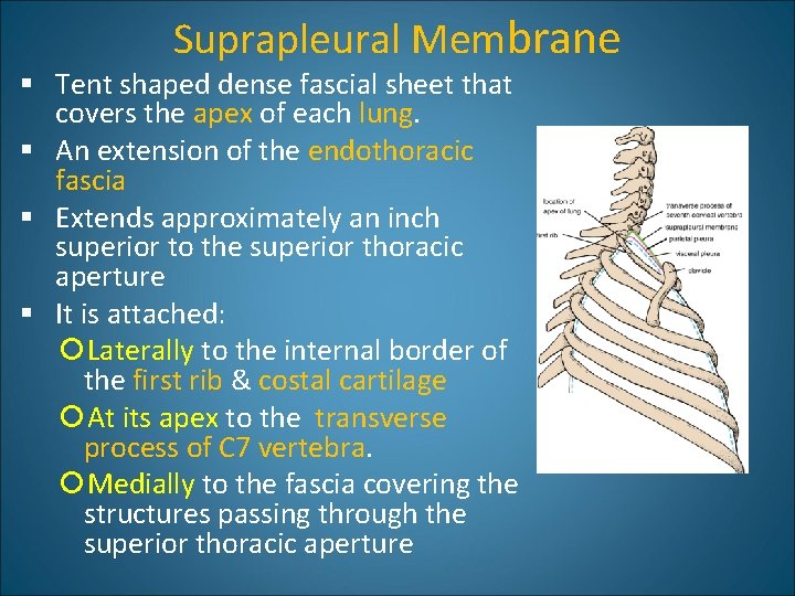 Suprapleural Membrane § Tent shaped dense fascial sheet that covers the apex of each