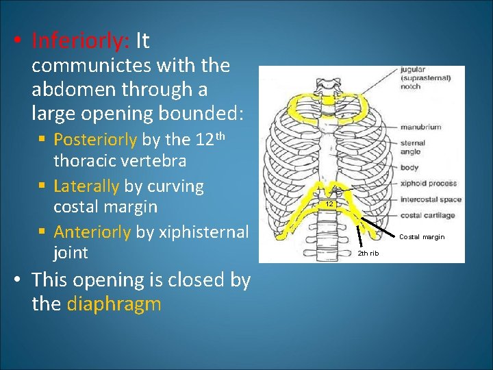  • Inferiorly: It communictes with the abdomen through a large opening bounded: §