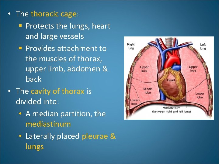  • The thoracic cage: § Protects the lungs, heart and large vessels §