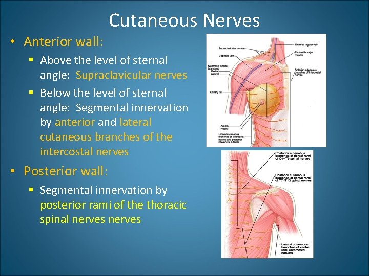  • Anterior wall: Cutaneous Nerves § Above the level of sternal angle: Supraclavicular