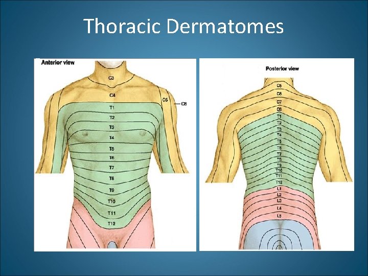 Thoracic Dermatomes 