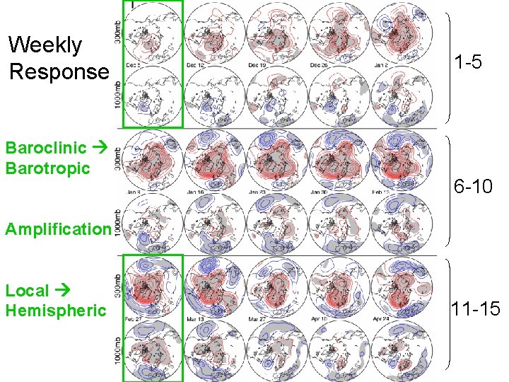 Weekly Response Baroclinic Barotropic 1 -5 6 -10 Amplification Local Hemispheric 11 -15 