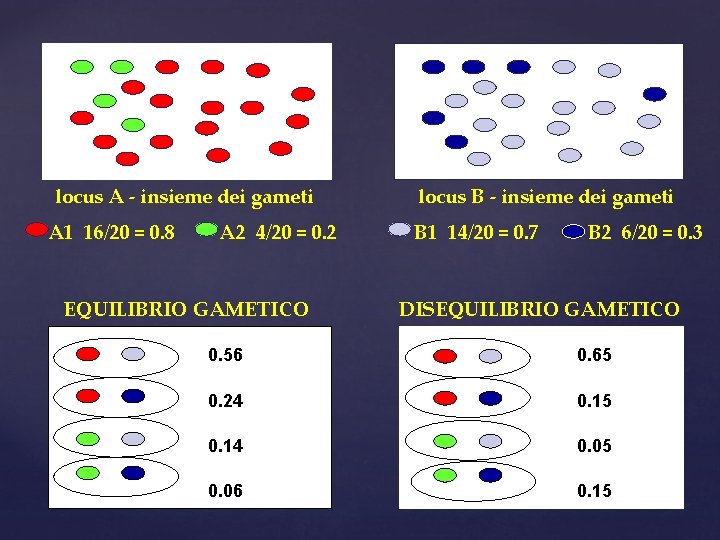 locus A - insieme dei gameti A 1 16/20 = 0. 8 A 2