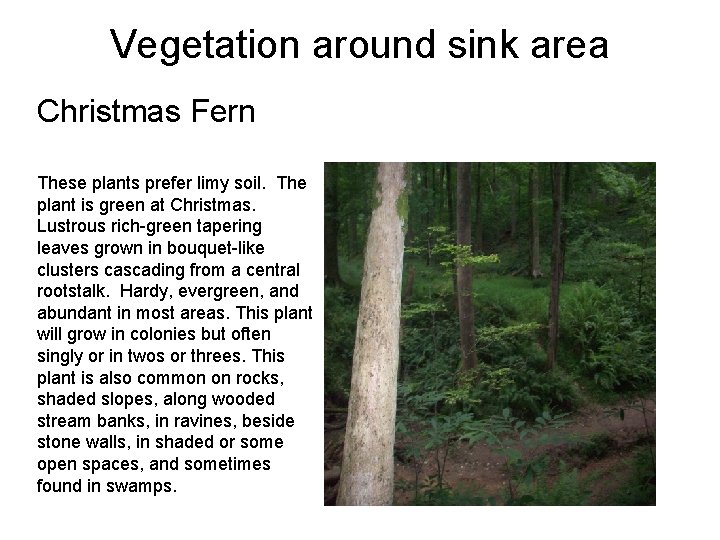 Vegetation around sink area Christmas Fern These plants prefer limy soil. The plant is