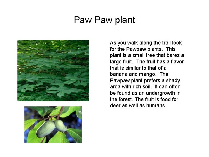 Paw plant As you walk along the trail look for the Pawpaw plants. This