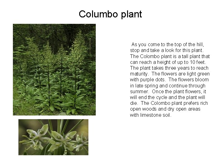 Columbo plant As you come to the top of the hill, stop and take