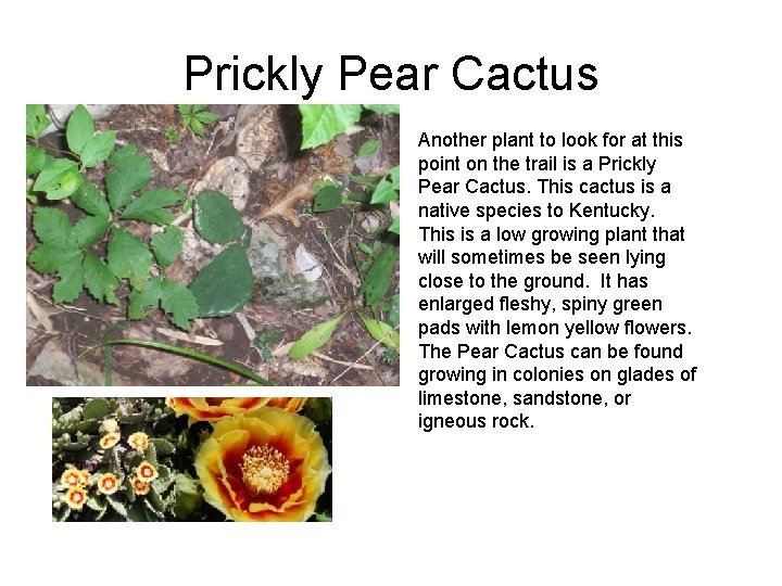 Prickly Pear Cactus Another plant to look for at this point on the trail