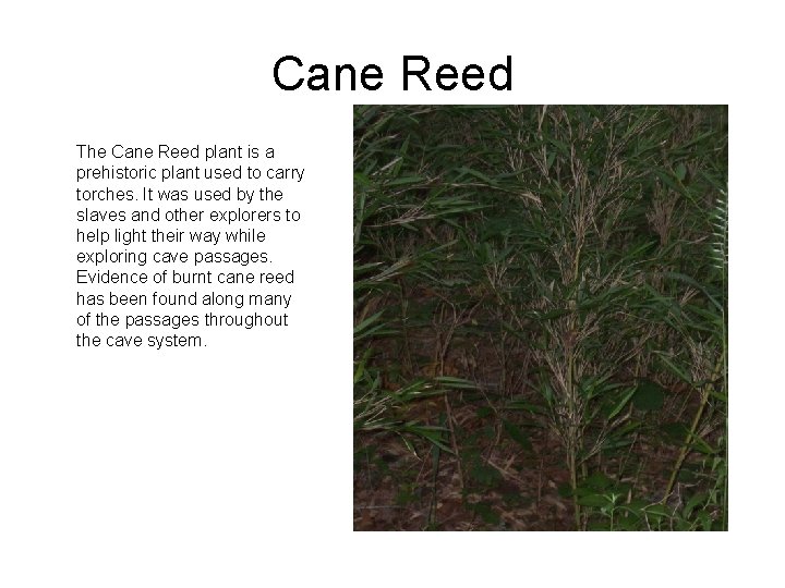 Cane Reed The Cane Reed plant is a prehistoric plant used to carry torches.