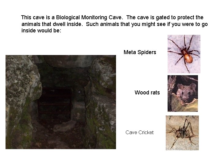 This cave is a Biological Monitoring Cave. The cave is gated to protect the