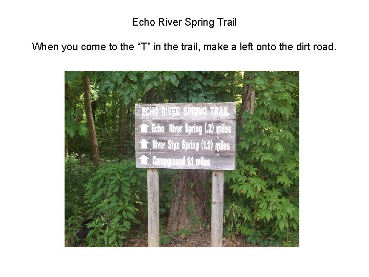 Echo River Spring Trail When you come to the “T” in the trail, make