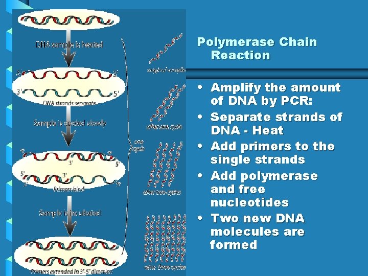 Polymerase Chain Reaction • Amplify the amount of DNA by PCR: • Separate strands