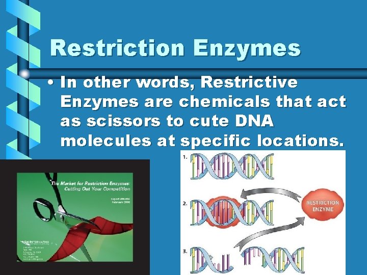 Restriction Enzymes • In other words, Restrictive Enzymes are chemicals that act as scissors