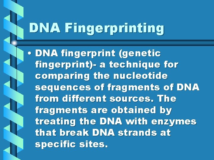 DNA Fingerprinting • DNA fingerprint (genetic fingerprint)- a technique for comparing the nucleotide sequences
