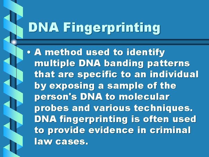 DNA Fingerprinting • A method used to identify multiple DNA banding patterns that are