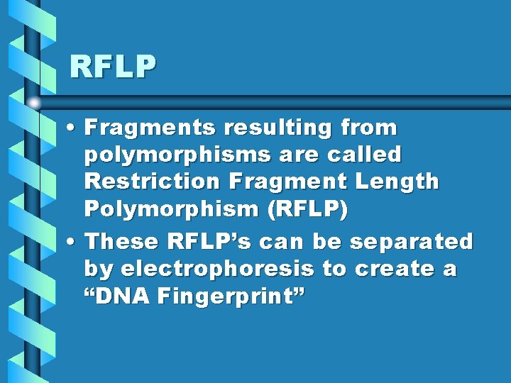 RFLP • Fragments resulting from polymorphisms are called Restriction Fragment Length Polymorphism (RFLP) •