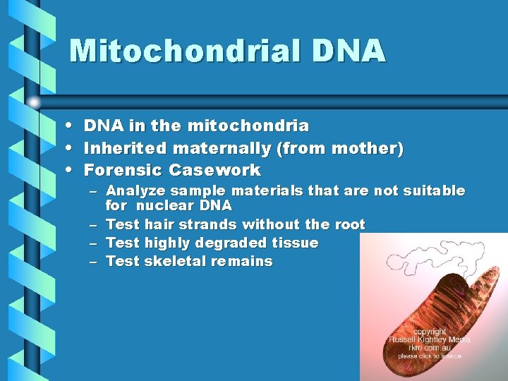 Mitochondrial DNA • DNA in the mitochondria • Inherited maternally (from mother) • Forensic