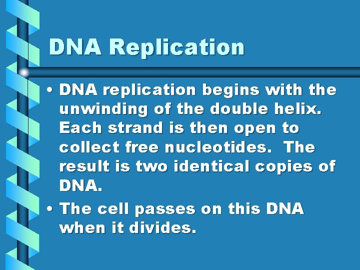 DNA Replication • DNA replication begins with the unwinding of the double helix. Each