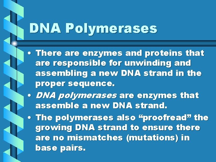 DNA Polymerases • There are enzymes and proteins that are responsible for unwinding and