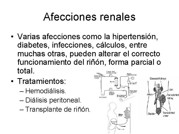 Afecciones renales • Varias afecciones como la hipertensión, diabetes, infecciones, cálculos, entre muchas otras,