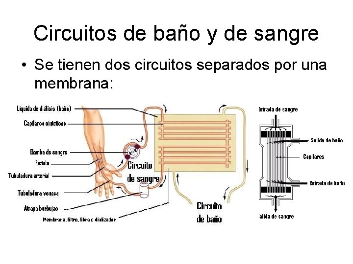 Circuitos de baño y de sangre • Se tienen dos circuitos separados por una