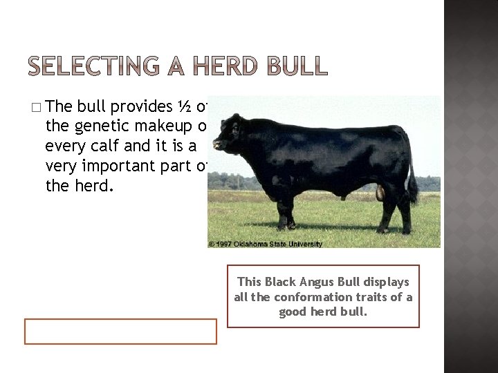 � The bull provides ½ of the genetic makeup of every calf and it